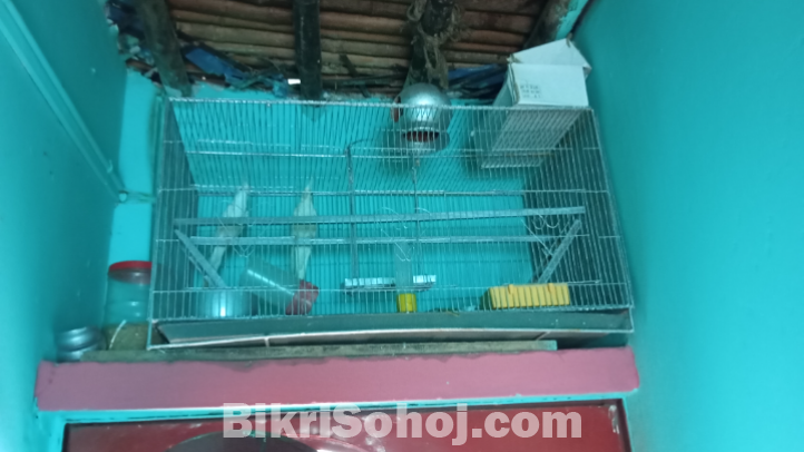Albino cokatel for sell